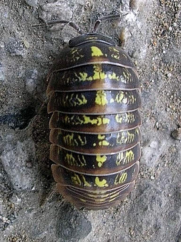 Porcellionidae sp.  Isopoda da confermare